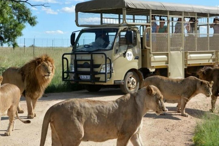 Pilanesberg Nature Reserve & Safari Park Lion Private - Photo 1 of 10
